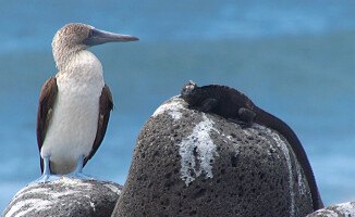 Galapagos - dom dla wielu endemicznych gatunków 