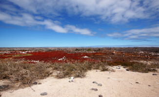 Galapagos - dom dla wielu endemicznych gatunków 