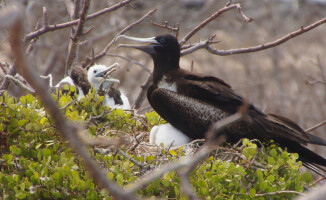 Galapagos - dom dla wielu endemicznych gatunków 