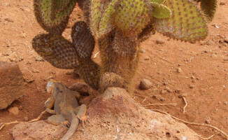 Galapagos - dom dla wielu endemicznych gatunków 
