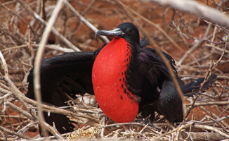 Galapagos - dom dla wielu endemicznych gatunków 