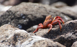 Galapagos - dom dla wielu endemicznych gatunków 