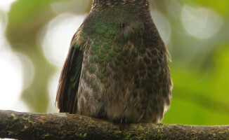 Galapagos - dom dla wielu endemicznych gatunków 