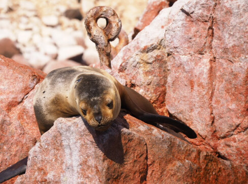 Małe Galapagos w Peru. Odwiedzimy też Nazca i Titicaca  - grafika