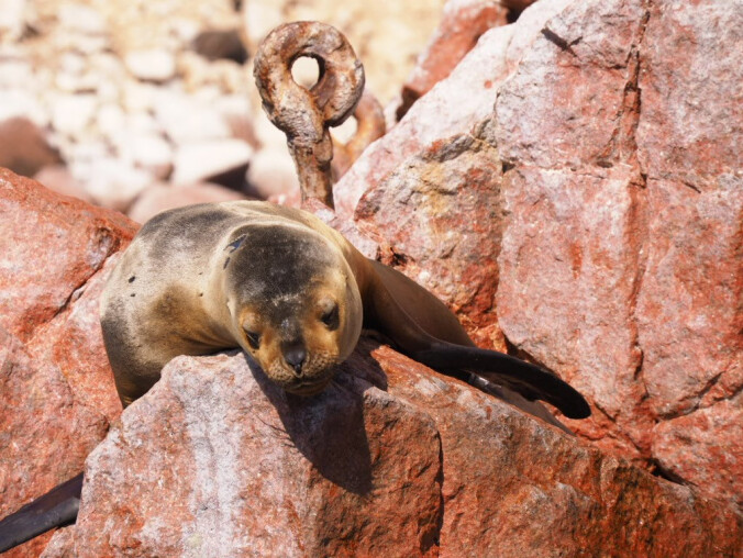 Małe Galapagos w Peru. Odwiedzimy też Nazca i Titicaca  - grafika