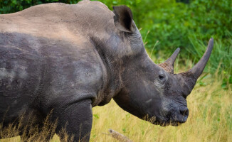 Wodospady Wiktorii. Jeden z 7 naturalnych cudów świata - VIDEO