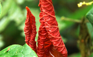 Sympatyczni mieszkańcy państwa na równiku: Ekwador