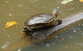 Sympatyczni mieszkańcy państwa na równiku: Ekwador