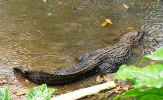 Sympatyczni mieszkańcy państwa na równiku: Ekwador