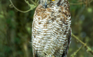 Sympatyczni mieszkańcy państwa na równiku: Ekwador