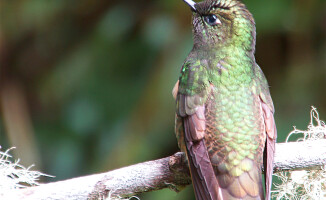 Sympatyczni mieszkańcy państwa na równiku: Ekwador