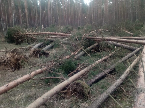 Huragan Nadia wyrządził duże szkody w pilskich lasach  - grafika