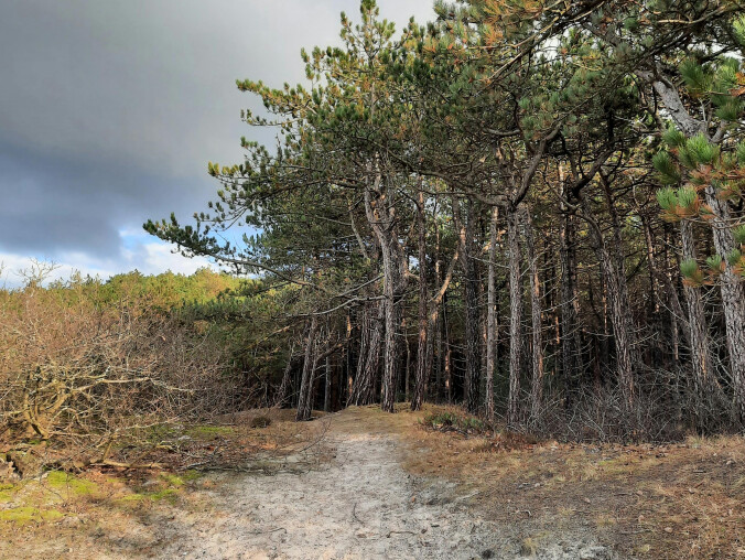 Zmienna pogoda: od mgieł po przejaśnienia - grafika