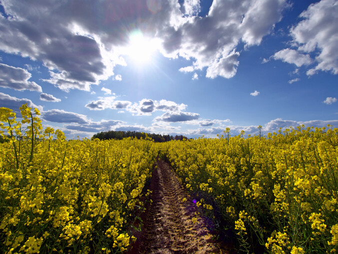 Pogoda na tydzień [18-24 maja] - grafika