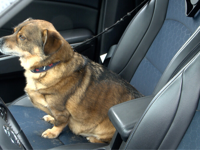 Rozgrzane auto to śmiertelna pułapka. Dla ludzi i zwierząt - grafika