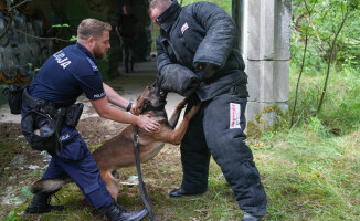 Węszą, patrolują, a kiedy trzeba – atakują