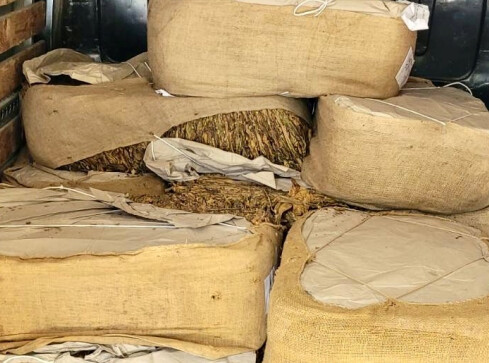 Policjanci przejęli ponad 700 kg suszu tytoniowego i tytoniu krojoneg - grafika