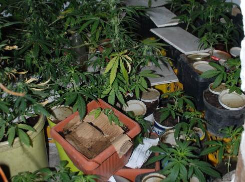 Marihuana, ecstasy i kradziony motocykl - grafika