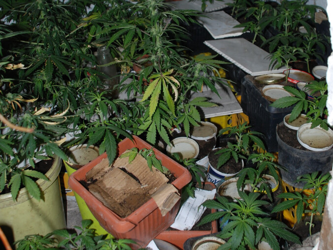 Marihuana, ecstasy i kradziony motocykl - grafika