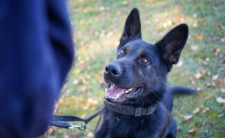 Nowy psi funkcjonariusz w pilskiej policji
