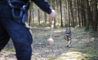 Czworonożny funkcjonariusz w szeregach pilskiej policji 