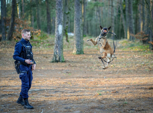 Pies to kumpel z roboty. No może trochę bardziej - mówią policjanc - grafika