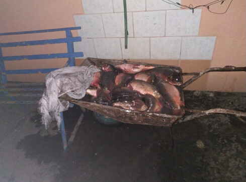 Usłyszał zarzut kradzieży i znęcania się nad zwierzętami  - grafika