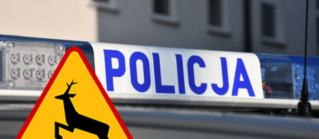 Noga z gazu! Zwierzęta na drodze