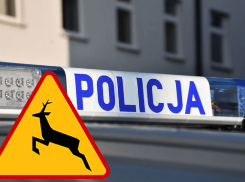 Noga z gazu! Zwierzęta na drodze - grafika
