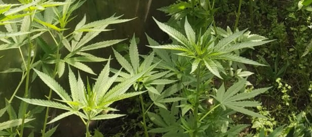 Uprawiał pomidory, a wśród nich marihuanę