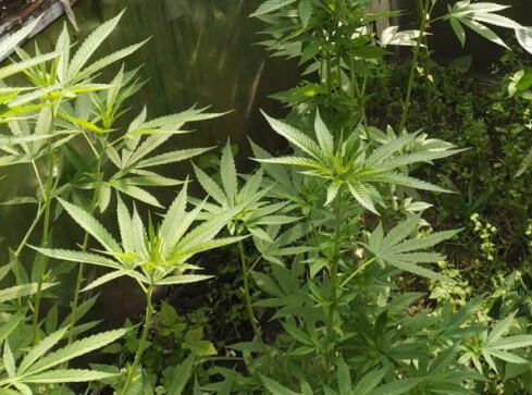 Uprawiał pomidory, a wśród nich marihuanę  - grafika