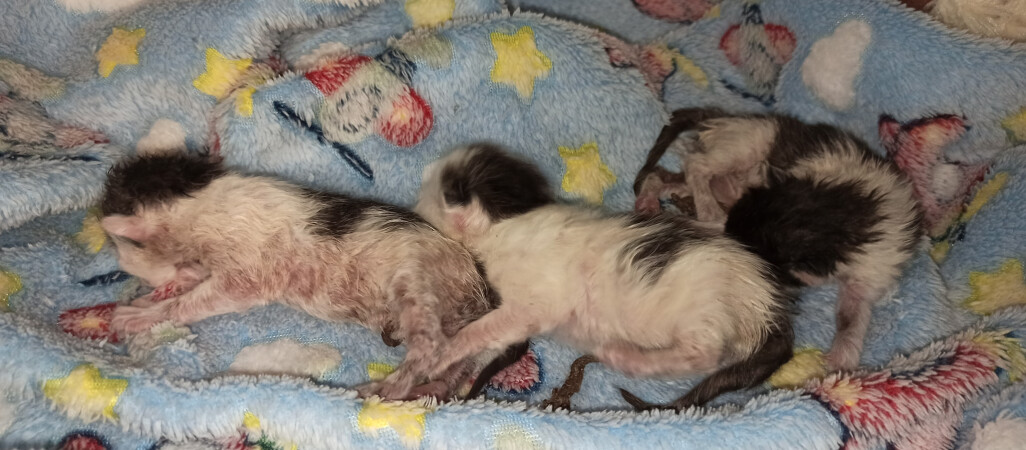 Nowonarodzone kocięta wyrzucone na śmietnik na pilskiej Wyspie