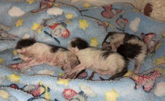 Nowonarodzone kocięta wyrzucone na śmietnik na pilskiej Wyspie