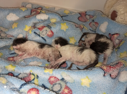 Nowonarodzone kocięta wyrzucone na śmietnik na pilskiej Wyspie - grafika