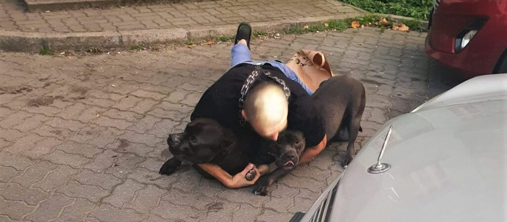 Agresywne psy biegają luzem po mieście