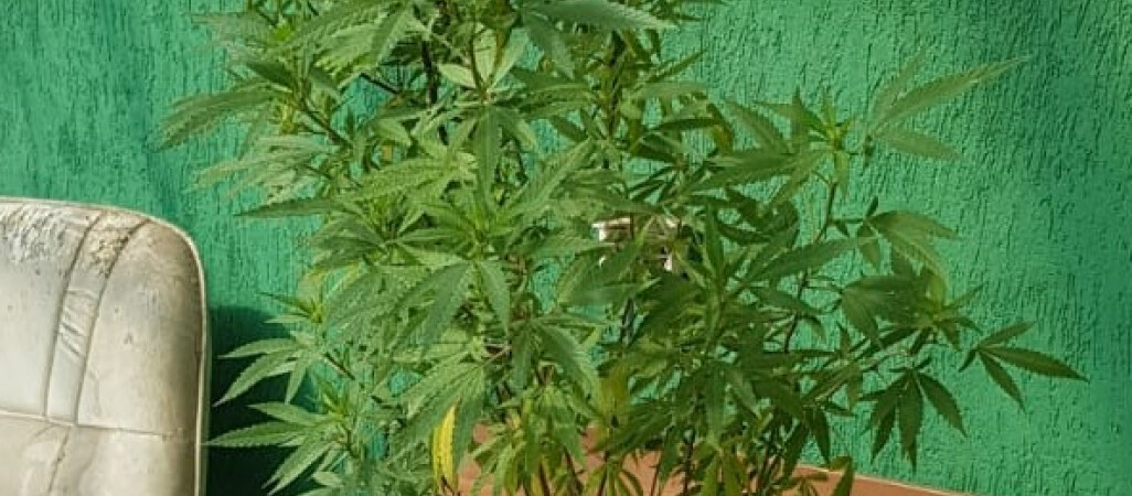 48-latek z Piły prowadził uprawę konopi indyjskich