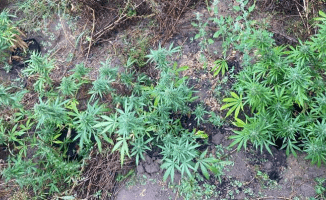 Kolejna plantacja zlikwidowana przez policję