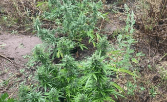 Kolejna plantacja zlikwidowana przez policję