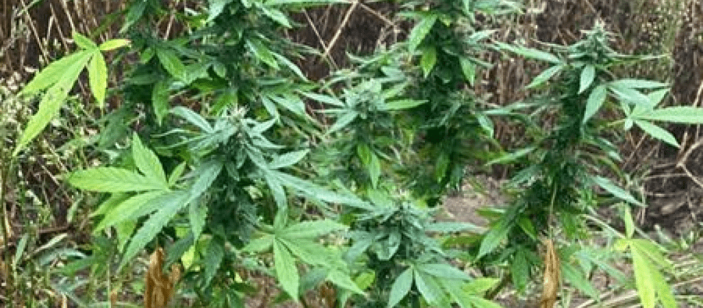 Kolejna plantacja zlikwidowana przez policję