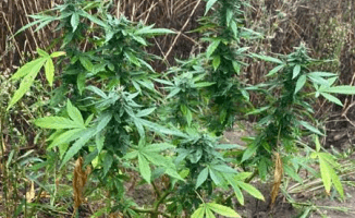 Kolejna plantacja zlikwidowana przez policję