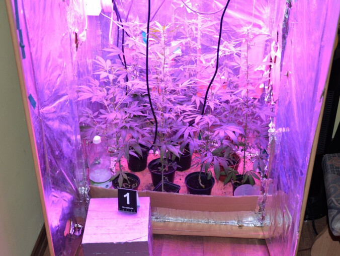 Uprawiał konopie w... szafie - grafika