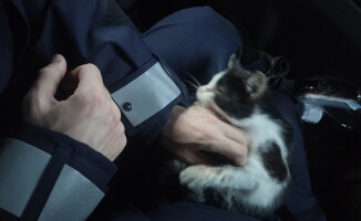 Policjanci uratowali kotka. Teraz szukają do niego domu 