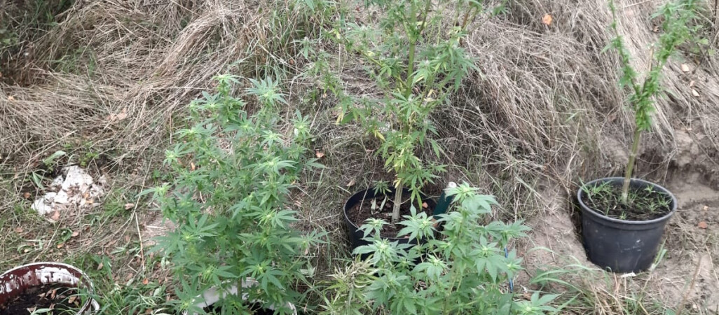 Uprawiał konopie w swoim ogródku