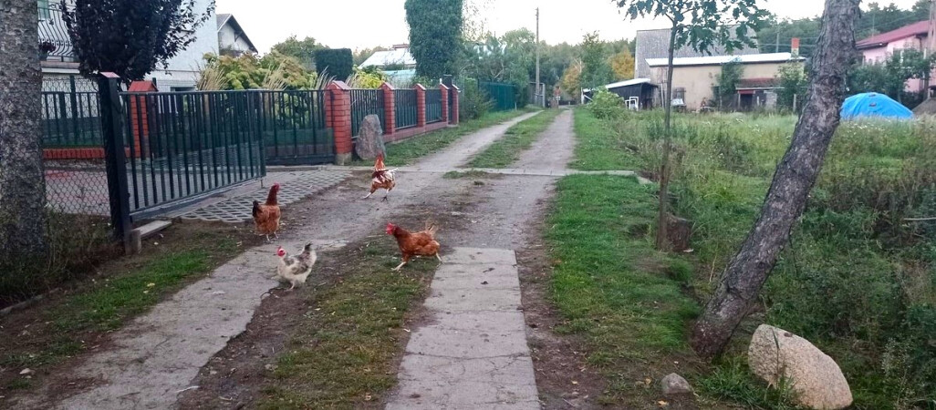Kury stołowały się u sąsiada. Właściciel ptaków dostał karę