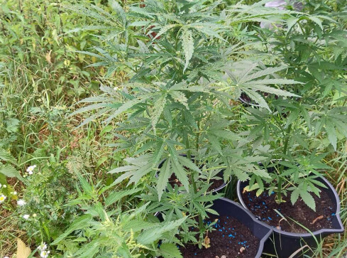 Hodował krzewy marihuany. Teraz usłyszał zarzut - grafika