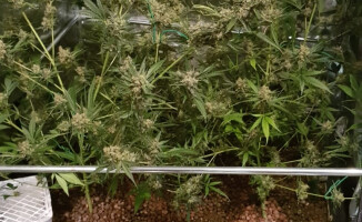 Plantacja marihuany w garażu - ZDJĘCIA