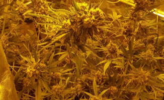 Plantacja marihuany w garażu - ZDJĘCIA