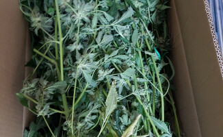 Plantacja marihuany w garażu - ZDJĘCIA