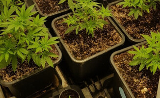 Plantacja marihuany w garażu - ZDJĘCIA