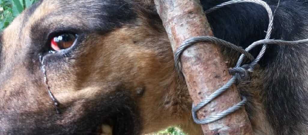 Rozpoznajecie psa? Policja szuka tego kto skazał go na okrutną śmierć